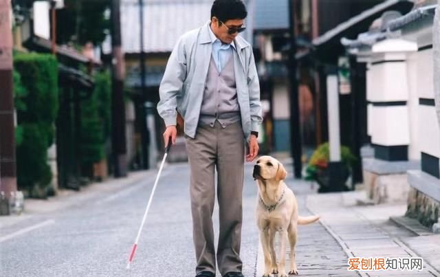 十部温情感人催人泪下的狗狗电影