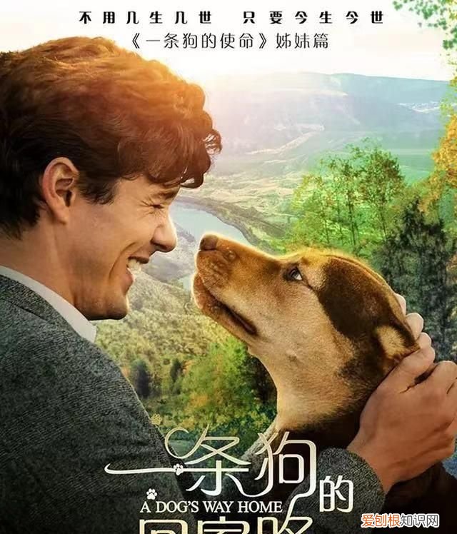 十部温情感人催人泪下的狗狗电影