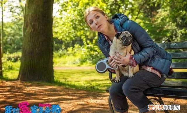 十部温情感人催人泪下的狗狗电影