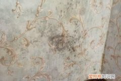 墙壁受潮发霉怎么办 墙壁受潮发霉如何处理