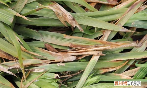 盆栽鸢尾花需要换盆 盆栽鸢尾花要不要换盆