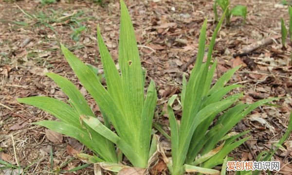 盆栽鸢尾花需要换盆 盆栽鸢尾花要不要换盆