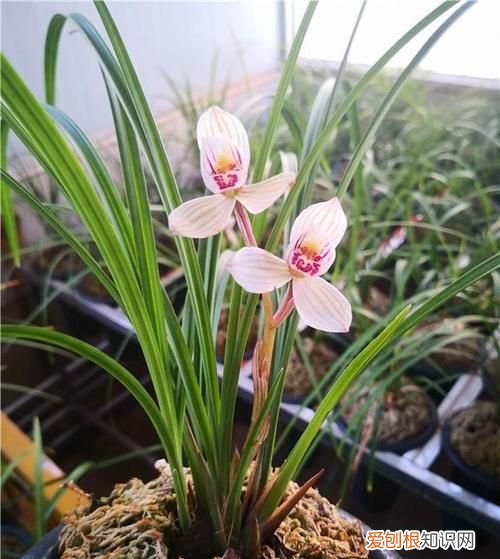 莲瓣兰的栽培养护方法 莲瓣兰的栽培养护方法介绍