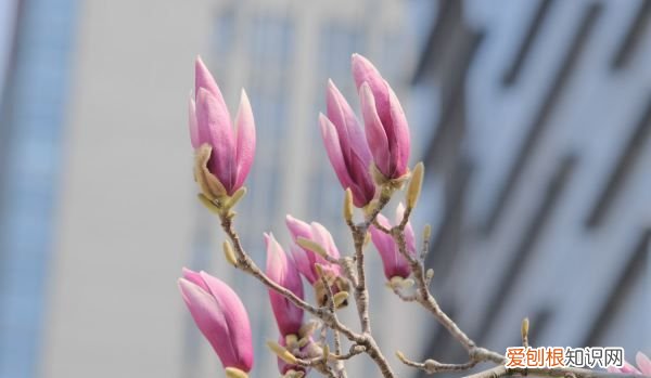 紫玉兰有什么种植方法,紫玉兰种植方法 紫玉兰种植方法是什么