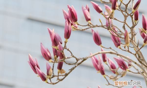 紫玉兰有什么种植方法,紫玉兰种植方法 紫玉兰种植方法是什么