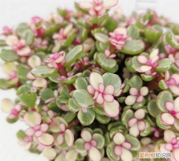 雅乐之舞掉叶子怎么办 雅乐之舞掉叶子如何处理