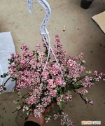 雅乐之舞掉叶子怎么办 雅乐之舞掉叶子如何处理