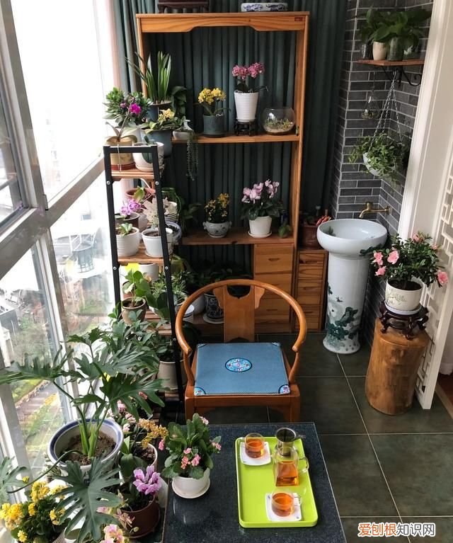 小苍兰修剪方法 小苍兰修剪方法介绍