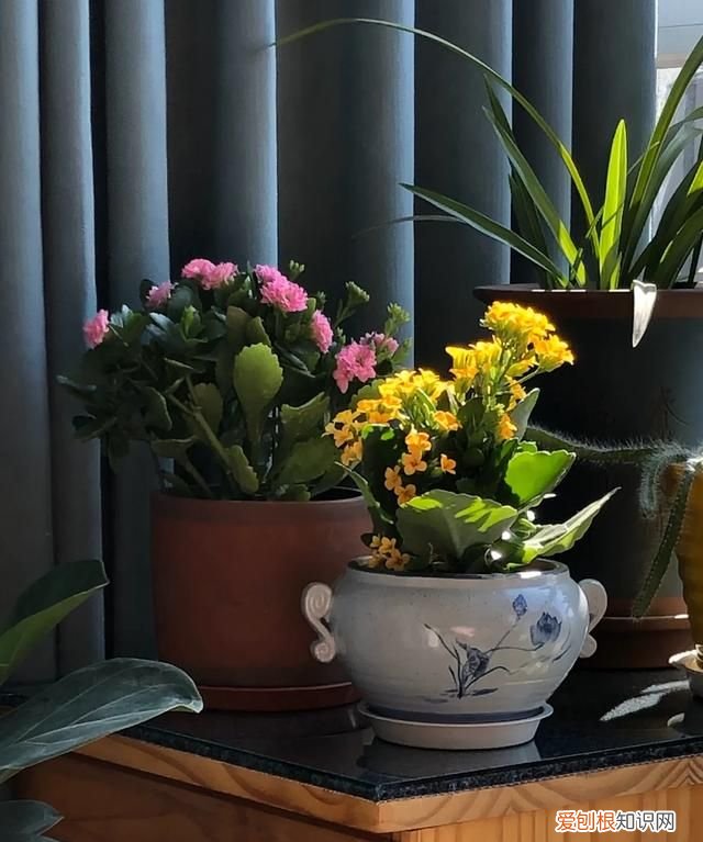 小苍兰修剪方法 小苍兰修剪方法介绍