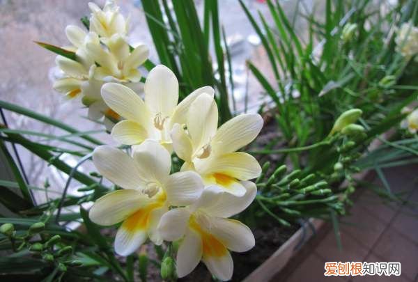 小苍兰修剪方法 小苍兰修剪方法介绍