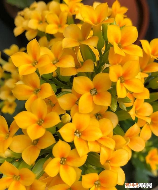 小苍兰修剪方法 小苍兰修剪方法介绍