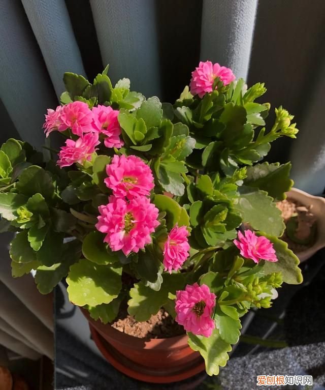 小苍兰修剪方法 小苍兰修剪方法介绍