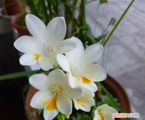 小苍兰修剪方法 小苍兰修剪方法介绍