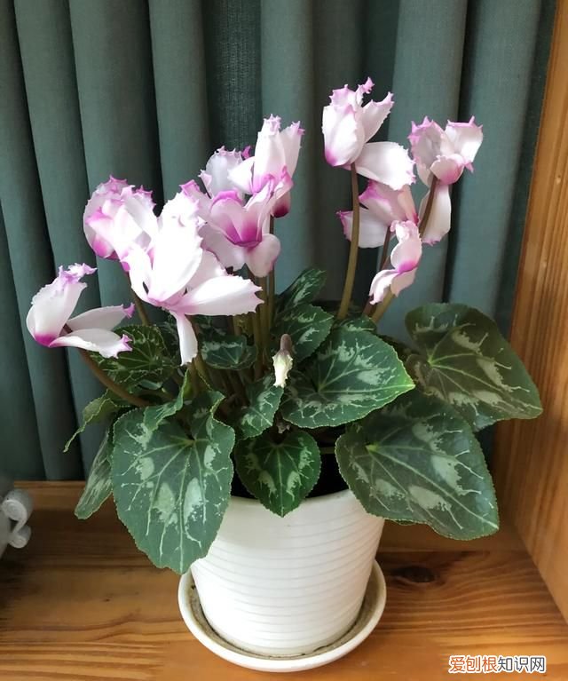 小苍兰修剪方法 小苍兰修剪方法介绍