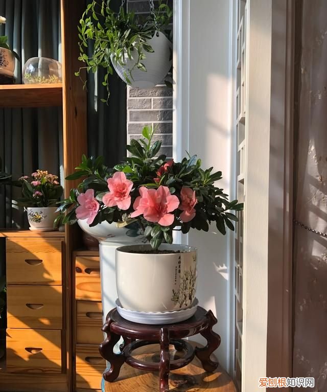 小苍兰修剪方法 小苍兰修剪方法介绍