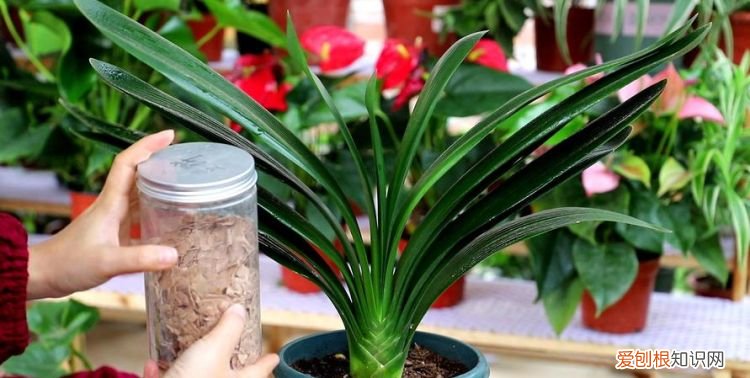 室内君子兰花的养殖方法 室内君子兰花的养殖方法介绍