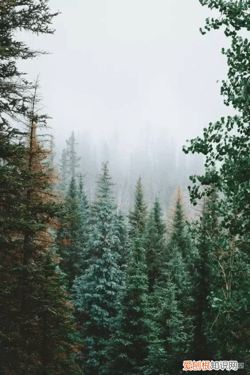 松木家具 松木在哪里