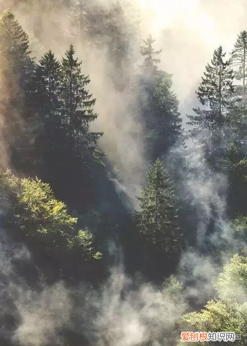 松木家具 松木在哪里