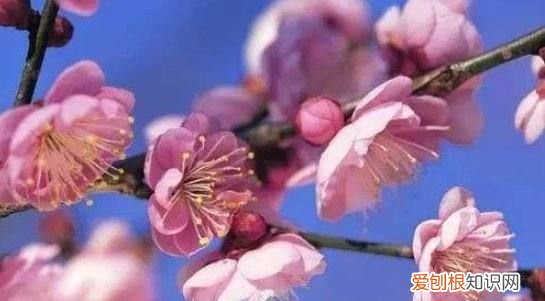 桃花杏花梨花的开花顺序是啥 桃花杏花梨花什么时候开花