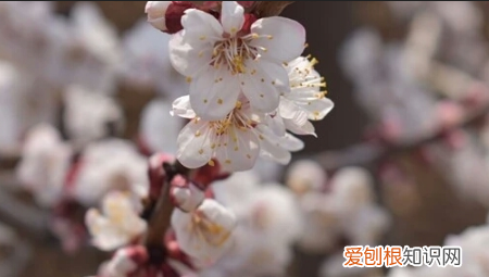 桃花杏花梨花的开花顺序是啥 桃花杏花梨花什么时候开花