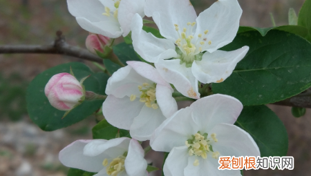 桃花杏花梨花的开花顺序是啥 桃花杏花梨花什么时候开花