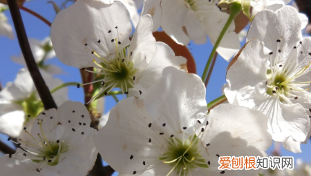 桃花杏花梨花的开花顺序是啥 桃花杏花梨花什么时候开花