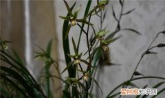 紫秀寒兰秋冬养护，寒兰艺草的栽培方法 如何养殖寒兰艺草