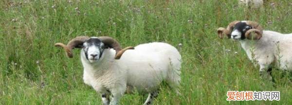 羊多久可以出栏,羊的繁殖期是几个月