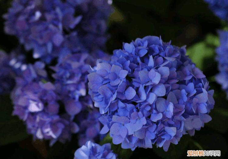 家里为什么不能养绣球花 绣球花为什么不吉利