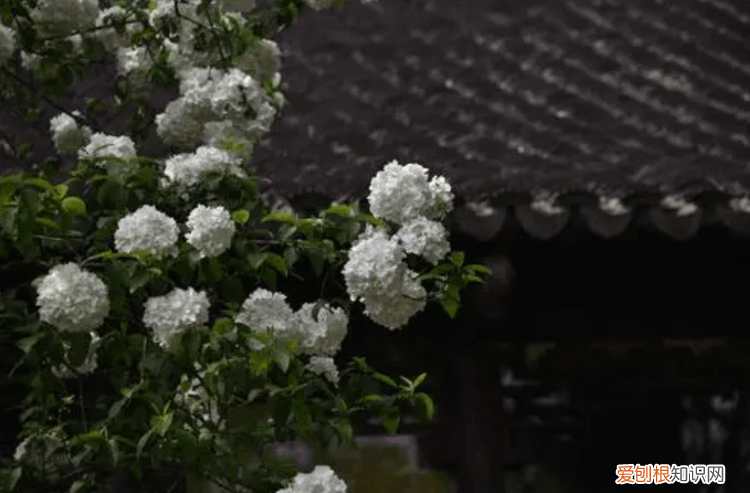 家里为什么不能养绣球花 绣球花为什么不吉利
