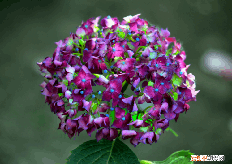 家里为什么不能养绣球花 绣球花为什么不吉利