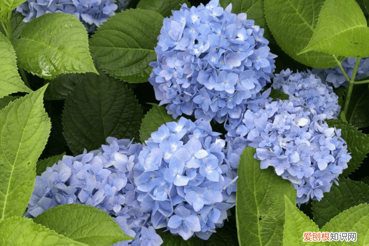 家里为什么不能养绣球花 绣球花为什么不吉利