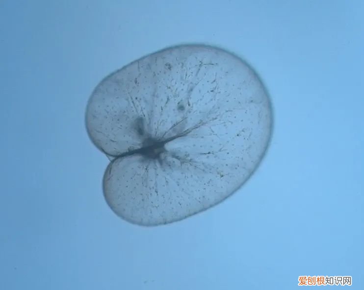 大海为何会流蓝眼泪 蓝眼泪是怎么形成的