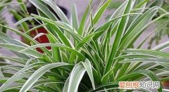 大叶吊兰的栽培方法 大叶吊兰的栽培方法是怎样的