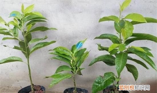 盆栽白兰花的养殖方法和注意事项 盆栽白兰花的养殖方法和注意事项有哪些