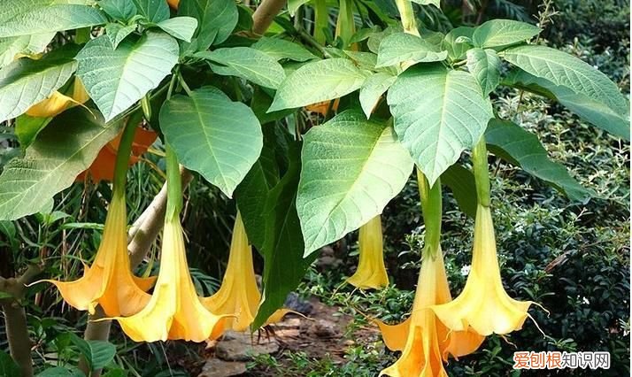 跟甘蔗叶子类似的植物，洋金花的营养价值 洋金花的有什么作用