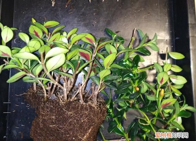 金鱼吊兰摘心的方法 金鱼吊兰怎样摘心