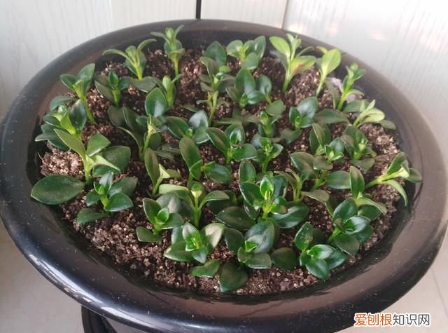 金鱼吊兰摘心的方法 金鱼吊兰怎样摘心