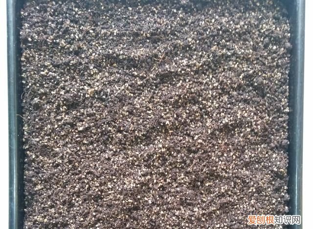 金鱼吊兰摘心的方法 金鱼吊兰怎样摘心