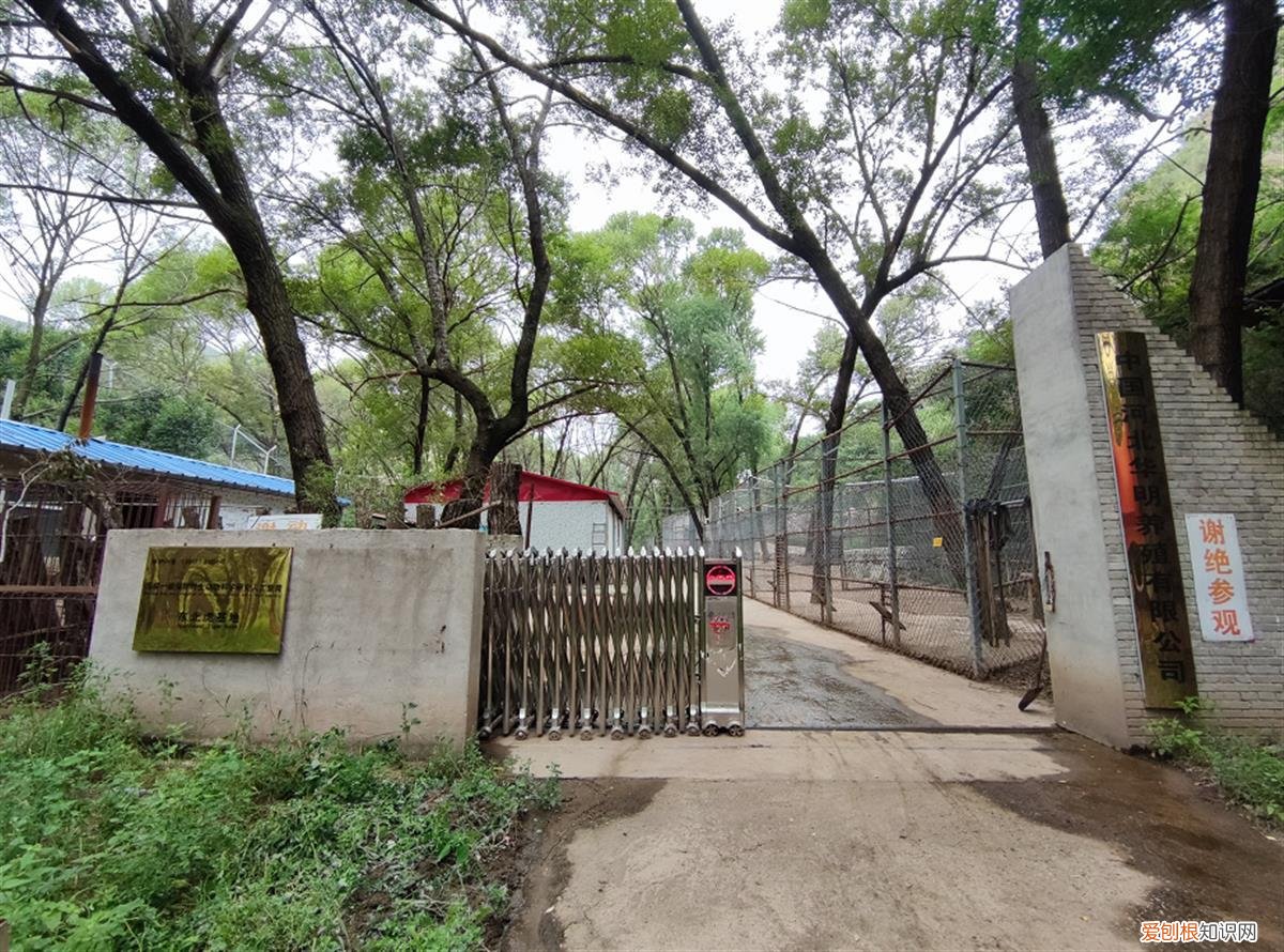 近百只老虎狮子一天要吃千斤肉,大爷养不起了!当地:正积极想办法