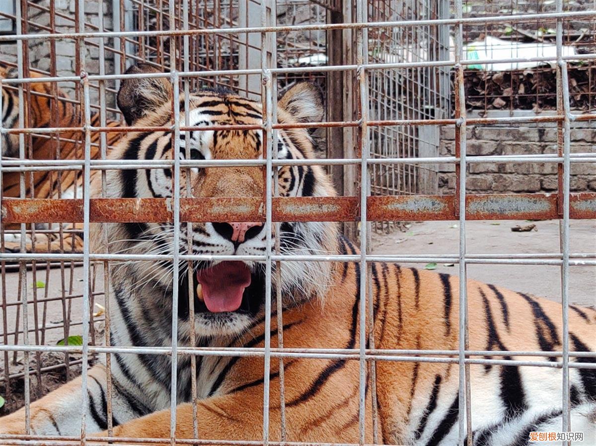 近百只老虎狮子一天要吃千斤肉,大爷养不起了!当地:正积极想办法