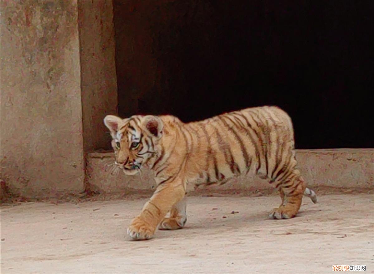 近百只老虎狮子一天要吃千斤肉,大爷养不起了!当地:正积极想办法