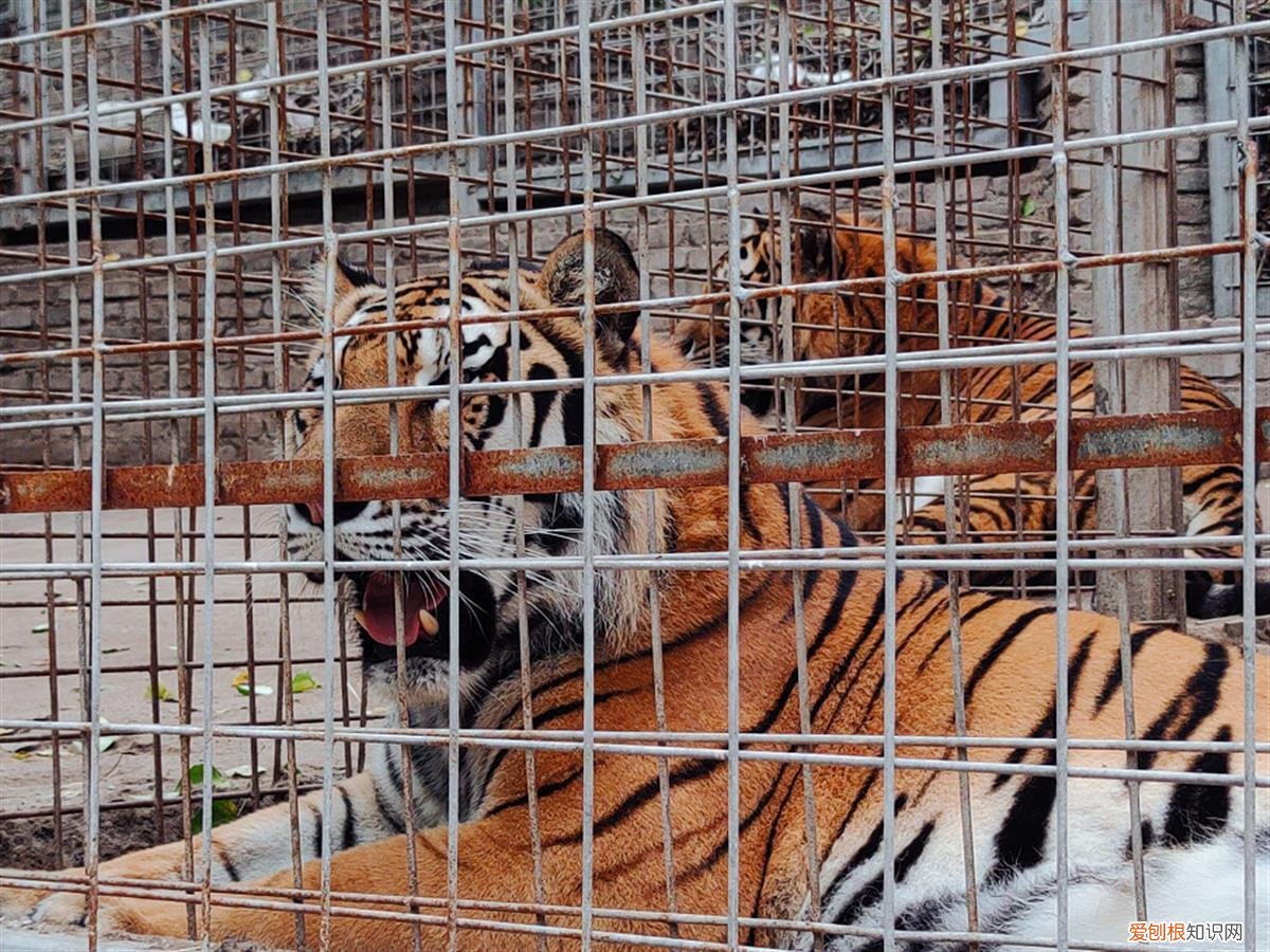 近百只老虎狮子一天要吃千斤肉,大爷养不起了!当地:正积极想办法