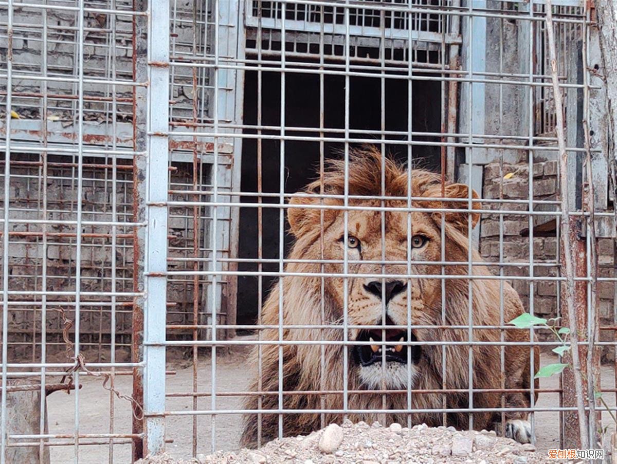 近百只老虎狮子一天要吃千斤肉,大爷养不起了!当地:正积极想办法