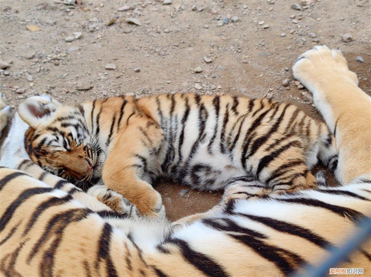 近百只老虎狮子一天要吃千斤肉,大爷养不起了!当地:正积极想办法
