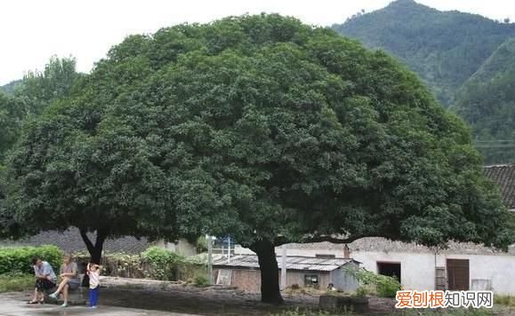 种合欢树的忌讳，农村家门口种什么树遮阴好