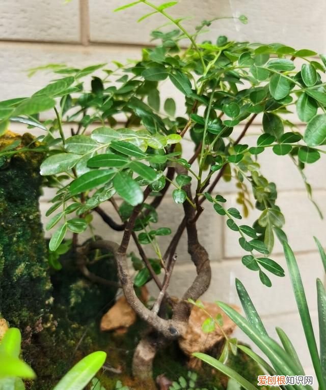清香木盆景如何养护管理 清香木盆景的管理技巧