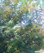 清香木盆景如何养护管理 清香木盆景的管理技巧
