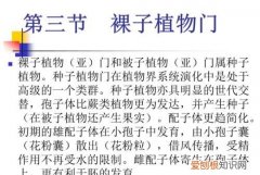 如何区分裸子植物的5个纲植物 分裸子植物的5个纲植物方法介绍