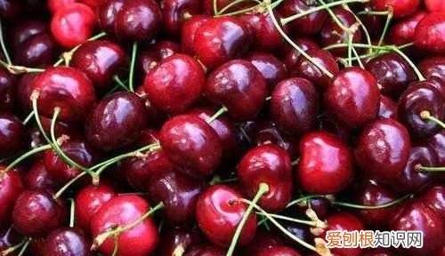 一天吃一斤车厘子会怎样 车厘子一天吃一斤可以